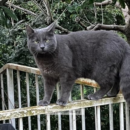 Photo 1/1 Prusse Chat perdu à Clermont Ferrand