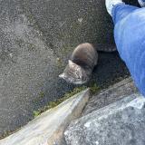 Photo de chat trouvé à Trelaze