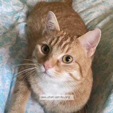 Photo 1/1 Dewey Chat perdu à Wezembeek oppem