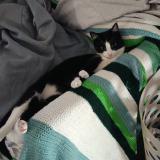 Photo de chat perdu à Fronton