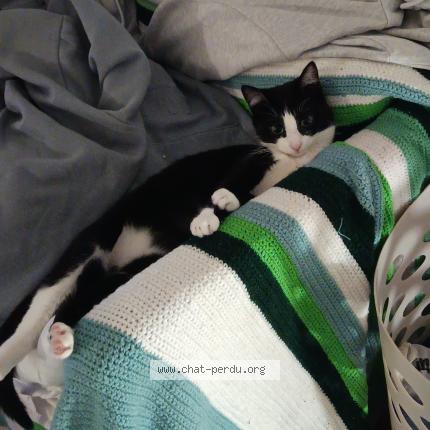 Photo 1/1 Chadow Chat perdu à Fronton