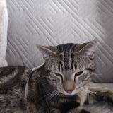 Photo de chat trouvé à Chatillon