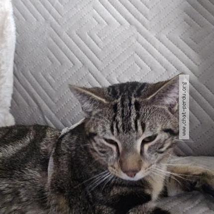 Photo 1/2 Chat trouvé Trouvé à Chatillon