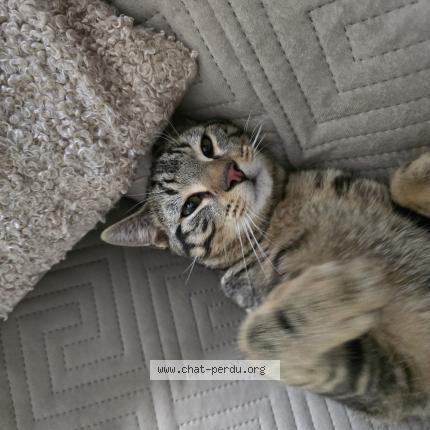 Photo 2/2 Chat trouvé Trouvé à Chatillon