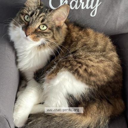 Photo 1/1 Despe Chat perdu à Lue