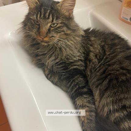 Photo 1/1 Cash Chat perdu à Concise