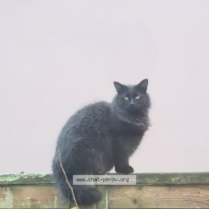 Photo 1/1 Dragibus Chat perdu à Brest