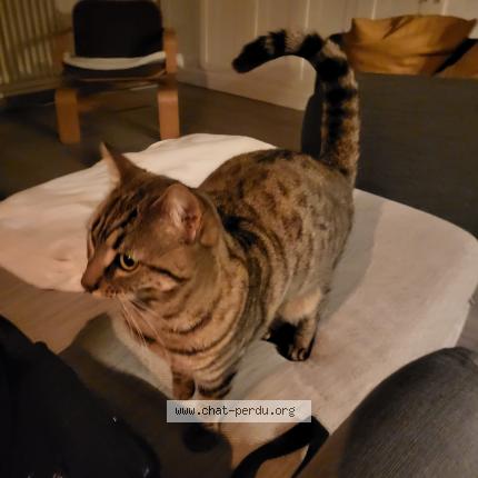 Photo 1/1 Neko Chat perdu à Chamalieres