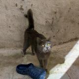 Photo de chat trouvé à Thezan Les Beziers