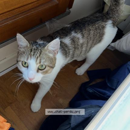 Photo 1/1 Matcha Chat perdu à Parigne le polin