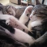 Photo de chat perdu à Chaouilley