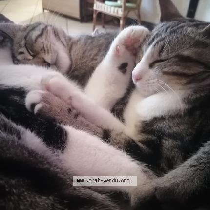 Photo 1/1 Grizou Chat perdu à Chaouilley