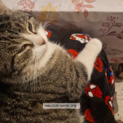 Photo 1/1 Ruby Chat perdu à Bouchain