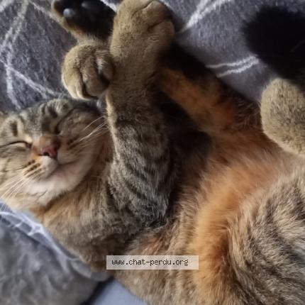 Photo 1/1 Caline Chat perdu à Sainte anne sur brivet