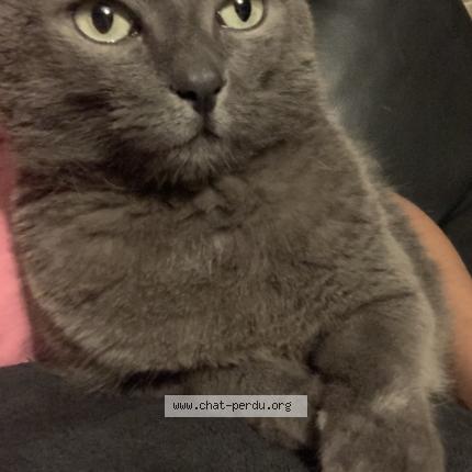 Photo 1/1 Taz Chat perdu à Saint pierre brouck