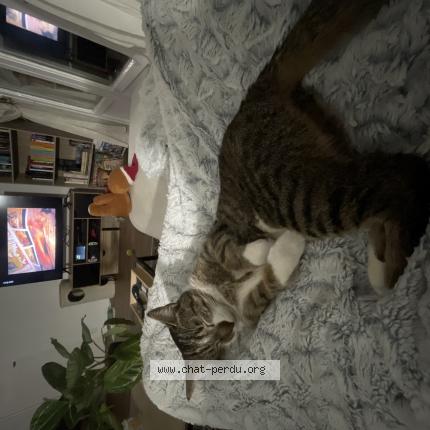 Photo 1/1 Mira Chat perdu à Angers