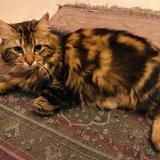 Photo de chat perdu à Montmagny