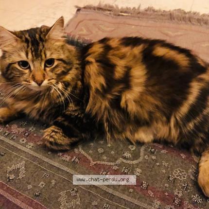 Photo 1/1 ZemZem ou Mignon Chat perdu à Montmagny