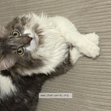 Photo 1/1 Pepsi Chat perdu à Paris