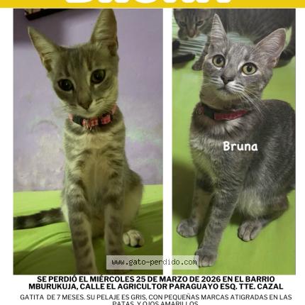 Photo 1/1 Bruna Chat perdu à Asuncion