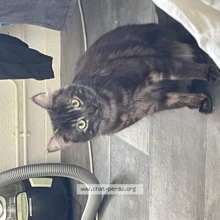 Photo 1/1 Pirate Chat perdu à Toul