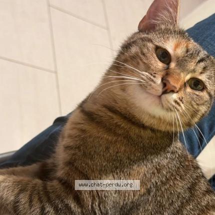 Photo 1/1 Molly Chat perdu à Charbonnieres