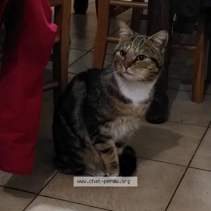 Photo 1/1 Chat trouvé Trouvé à Amercoeur