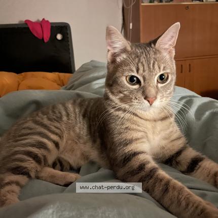 Photo 1/1 Chat retrouvé Perdu à Le ban saint martin