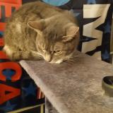 Photo de chat perdu à Lockington