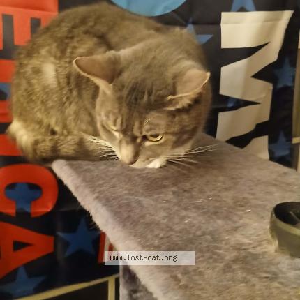 Photo 1/1 Bella Chat perdu à Lockington