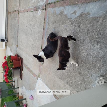 Photo 1/1 BANZAI dit MIMICHAT Chat perdu à Le havre