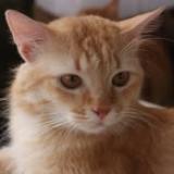 Photo de chat perdu à Pasig City