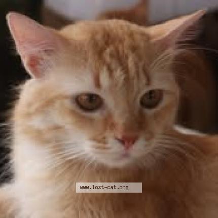 Photo 1/1 Tumie Chat perdu à Pasig city