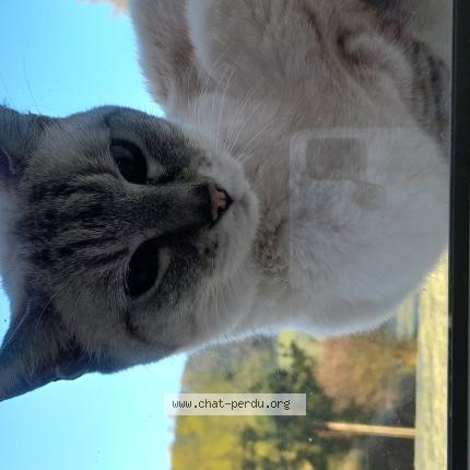 Photo 1/1 Chat trouvé Trouvé à Les auxons