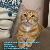 Photo de chat perdu à Crissey