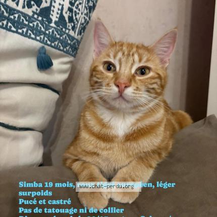 Photo 1/1 Simba Chat perdu à Crissey