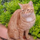 Photo de chat trouvé à Allauch