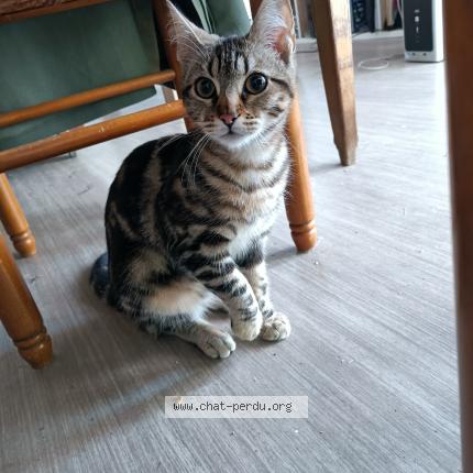 Photo 1/1 Chat trouvé Trouvé à Perpignan