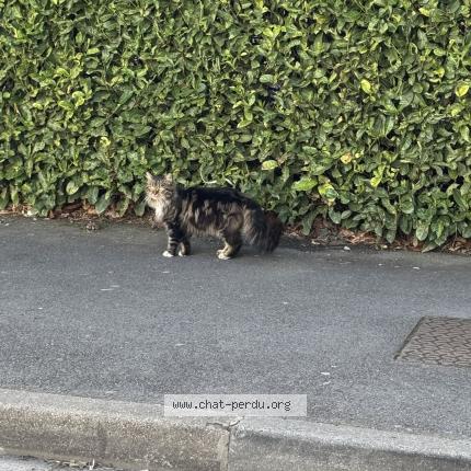 Photo 1/1 Chat trouvé Trouvé à Bruay sur l escaut