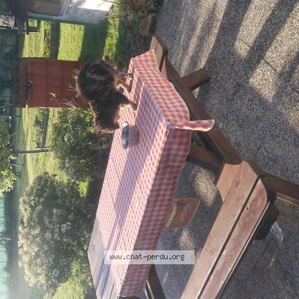 Photo 1/1 Chat trouvé Trouvé à Sartilly baie bocage