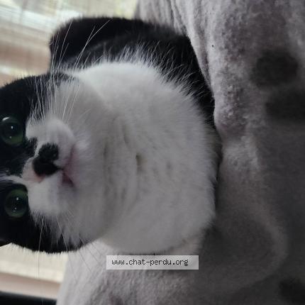 Photo 1/1 Tina Chat perdu à Erquy