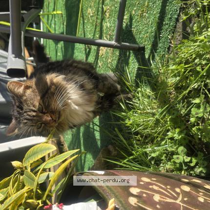 Photo 1/1 Chat trouvé Trouvé à Bailleval