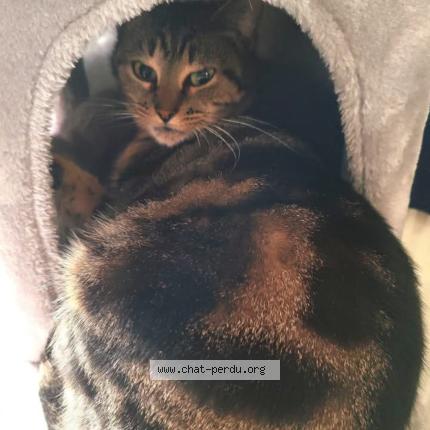 Photo 1/1 Epic Chat perdu à Agen