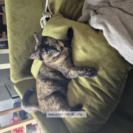 Photo 1/1 Je ne sais pas Chat perdu à Toulouse