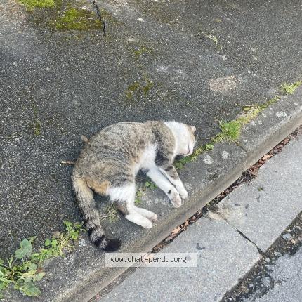 Photo 1/1 Chat trouvé Trouvé à Angers