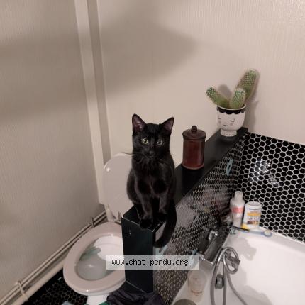 Photo 1/2 Simone Chat perdu à Angers