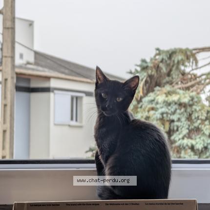 Photo 2/2 Simone Chat perdu à Angers