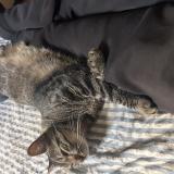 Photo de chat perdu à Lyon