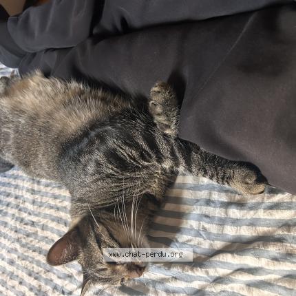 Photo 1/1 Kobe Chat perdu à Lyon