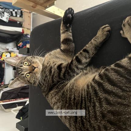 Photo 1/1 Gatto Chat perdu à Berlin